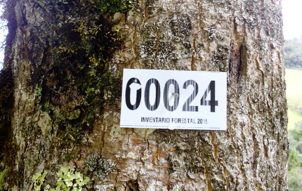 Inventario Forestal – Codensa