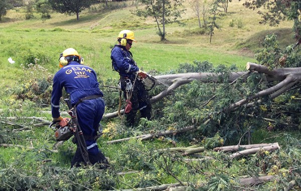 Labores silviculturales – Consorcio Gesar